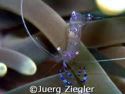 Glassshrimp on Anemone

Mataking Island, Sabah, Borneo,... by Juerg Ziegler 